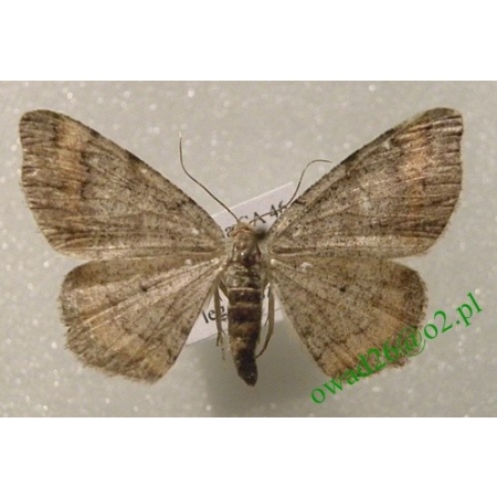 Macaria liturata (Clerck, 1759) Witalnik sosnowiak